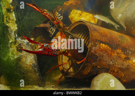 Alien Invertebrates alien species crayfish fish invasive Invertebrates Pacifastacus ...