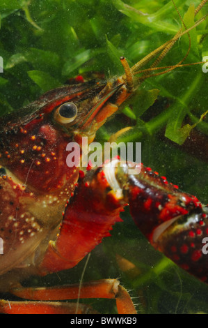 Alien Invertebrates alien species crayfish invasive Invertebrates Pacifastacus leniusculus ...
