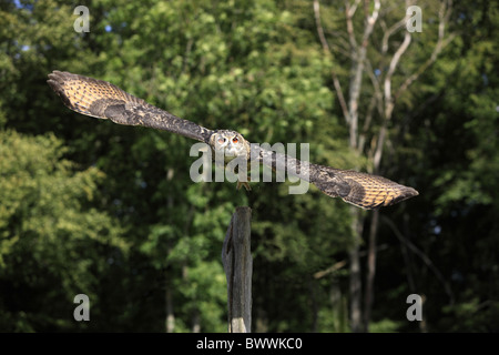 Eurasian Eagle-owl (Bubo bubo) adult, in flight, taking off from stump, Germany Stock Photo