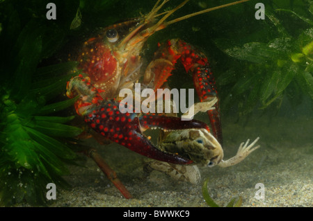 Alien Invertebrates alien species amphibians crayfish invasive Invertebrates Procambarus ...