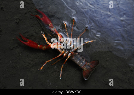 Alien Invertebrates alien species crayfish human environment invasive Invertebrates Stock ...