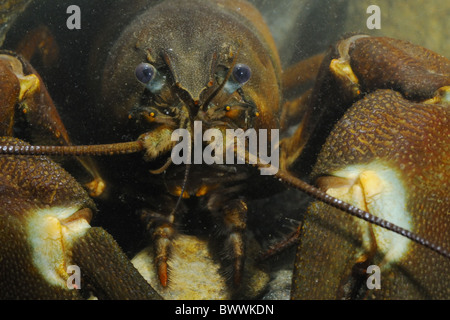 Alien Invertebrates alien species crayfish invasive Invertebrates Pacifastacus leniusculus ...