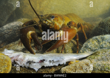 Alien Invertebrates alien species crayfish fish invasive Invertebrates Pacifastacus ...