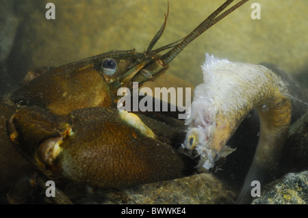 Alien Invertebrates alien species crayfish fish invasive Invertebrates Pacifastacus ...