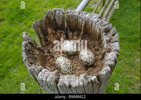 Eurasian Oystercatcher (Haematopus ostralegus) nest with three eggs, on old gate post, Lancashire, England, may Stock Photo