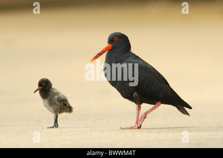 Variable Oystercatcher - Haematopus unicolor Stock Photo - Alamy