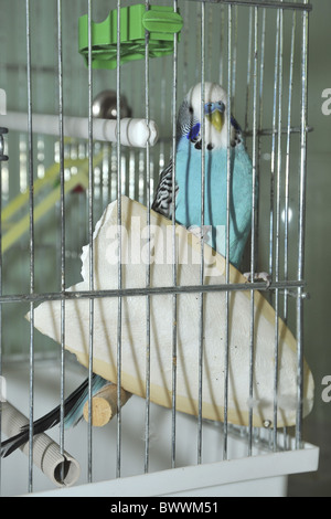 Budgerigar (Melopsittacus undulatus) adult, with cuttlebone in cage Stock Photo