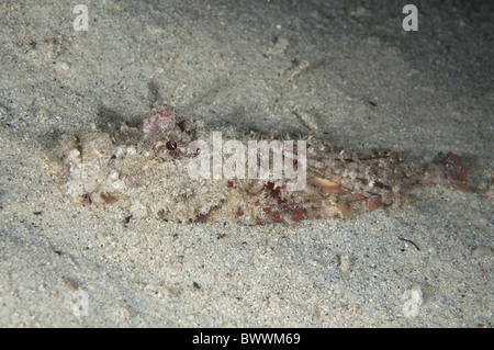 Spiny Devilfish Inimicus didactylus Buried Sand Maluku Divers Night Fish Reef Marine Sea Underwater Dive Ambon Indonesia animal Stock Photo