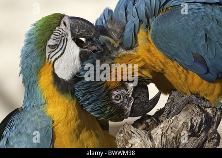 Blue-and-yellow Macaw (Ara ararauna) two adults, mutual preening, close-up of heads, captive Stock Photo