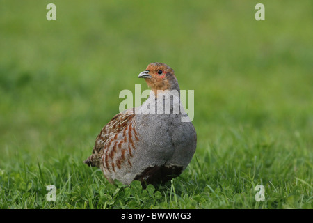 Grey Partridge (Perdix perdix) adult male, standing in meadow, Leicestershire, England Stock Photo