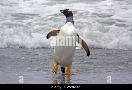 Gentoo Penguin (Pygoscelis papua) adult, emerging from sea, Falkland Islands Stock Photo