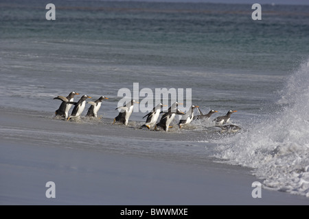 Gentoo Penguin (Pygoscelis papua) adults, group on beach, entering sea, Falkland Islands Stock Photo