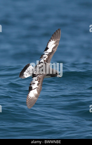 Cape Petrel (Daption capense) adult, in flight, low over sea, Kaikoura, New Zealand Stock Photo