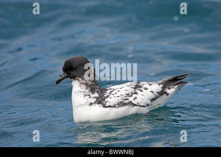 Cape Petrel (Daption capense) adult, swimming at sea, Kaikoura, New Zealand Stock Photo