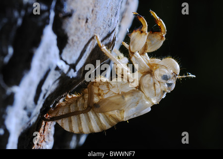 Cicada orni insect exuvia invertebrate invertebrates animal animals arthropod arthropods insect insects bug bugs cicada cicadas Stock Photo