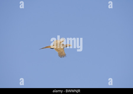Common Pheasant (Phasianus colchicus) adult female, in flight, Norfolk, England Stock Photo