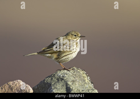 Meadow Pipit (Anthus pratensis) adult, perched on rock, Inverness-shire, Scotland, spring Stock Photo