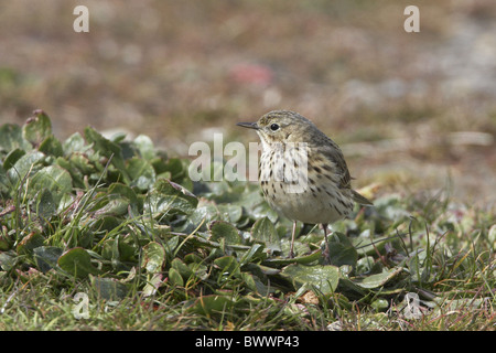 Meadow Pipit (Anthus pratensis) adult, foraging on ground, Dorset, England, spring Stock Photo