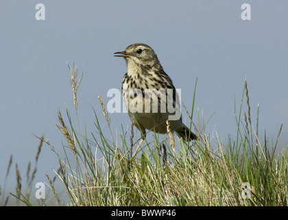 Meadow Pipit (Anthus pratensis) adult, singing, standing on grass, Coll, Inner Hebrides, Scotland Stock Photo