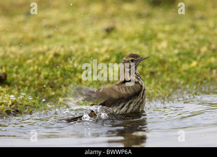 Meadow Pipit (Anthus pratensis) adult, bathing in puddle, Norfolk, England, april Stock Photo