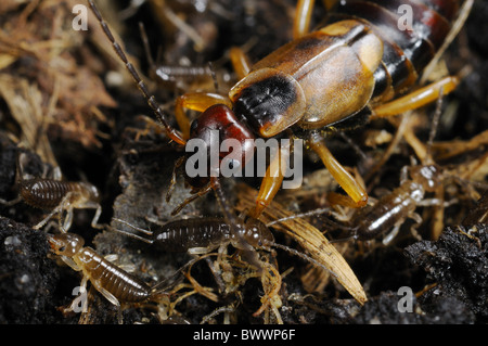 Forficula auricularia Insects Invertebrates parental care invertebrate ...