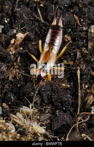 Forficula auricularia Insects Invertebrates parental care invertebrate ...