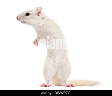 Eastern Chipmunk, Tamias striatus, 2 years old, standing in front of white background Stock Photo