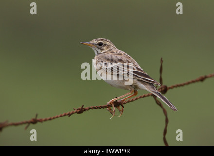 Grassland Pipit (Anthus cinnamomeus lacuum) adult, perched on rusty barbed wire fence, Kenya, november Stock Photo