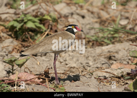 Black-headed Plover (Vanellus tectus) adult, standing in allotment, Gambia, december Stock Photo