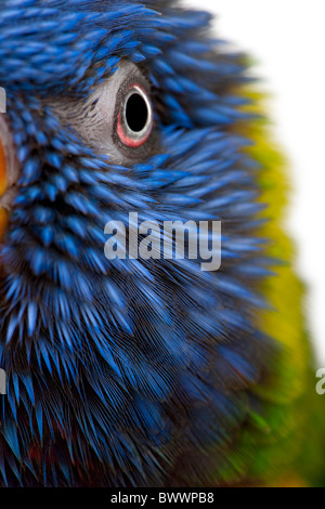 Close-up of Rainbow Lorikeet, Trichoglossus haematodus, 3 years old, in front of white background Stock Photo