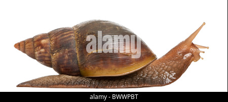 Giant African land snail, Achatina fulica, 5 months old, in front of white background Stock Photo