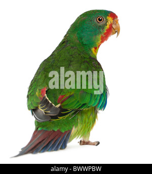 Swift Parrot, Lathamus discolor, 2 years old, standing in front of white background Stock Photo