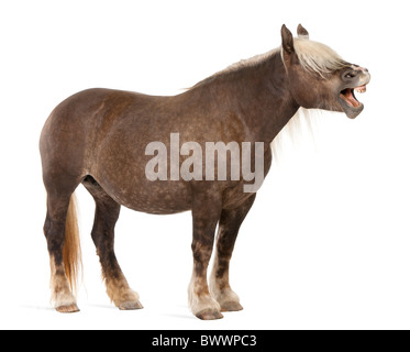 Comtois horse, a draft horse, Equus caballus, 10 years old, standing with mouth open in front of white background Stock Photo