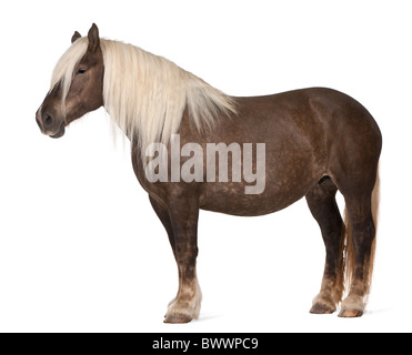 Comtois horse, a draft horse, Equus caballus, 10 years old, standing in front of white background Stock Photo