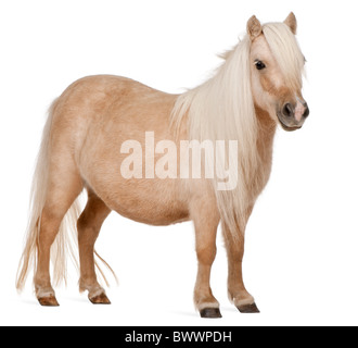 Palomino Shetland pony, Equus caballus, 3 years old, standing in front of white background Stock Photo