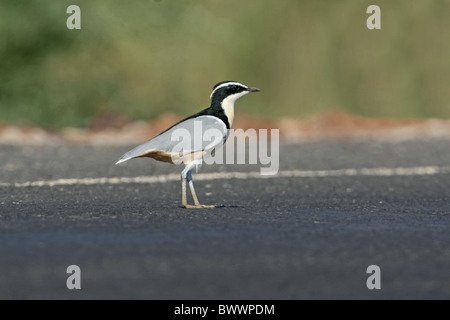 Egyptian Plover (Pluvianus aegyptius) adult, standing on road, Gambia, december Stock Photo