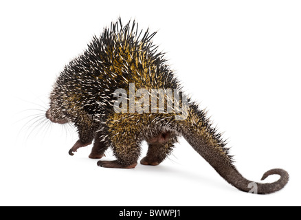 Rear view of Brazilian Porcupine, Coendou prehensilis, walking in front of white background Stock Photo