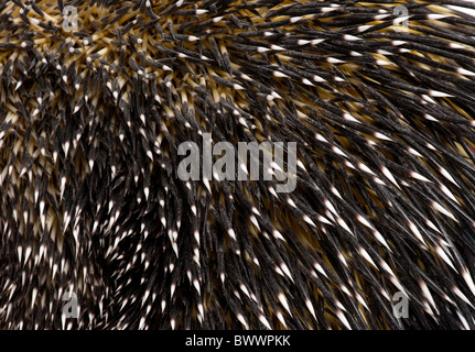 Close-up of Brazilian Porcupine quills, Coendou prehensilis Stock Photo