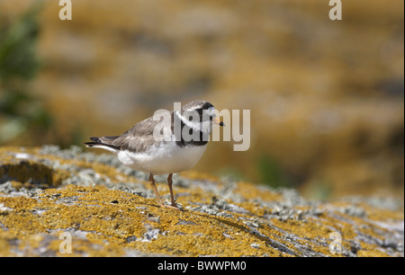 Ringed Plover (Charadrius hiaticula) adult female, standing on lichen covered rocks, England, june Stock Photo