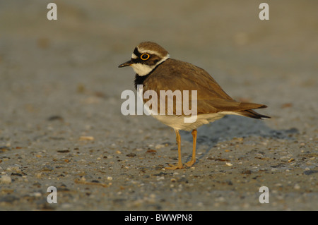 Little Ringed Plover (Charadrius dubius) adult male, summer plumage, standing on sand, Lesvos, Greece, april Stock Photo