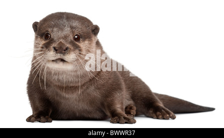 Oriental small-clawed otter, Amblonyx Cinereus, 5 years old, sitting in front of white background Stock Photo