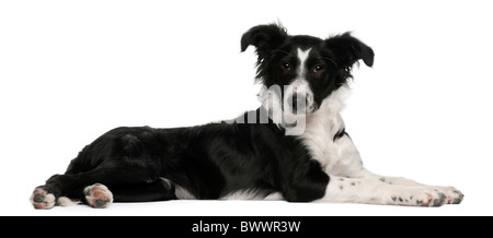 Border Collie puppy, 5 months old, lying in front of white background Stock Photo