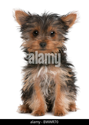 Yorkshire Terrier puppy, 3 months old, sitting in front of white background Stock Photo