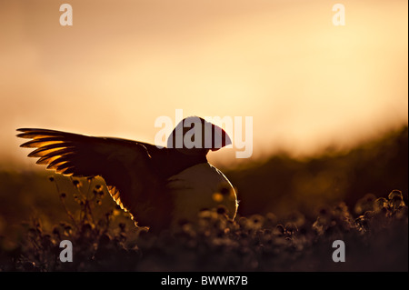 Atlantic Puffin (Fratercula arctica) adult, spreading wings at sunrise, Skomer Island, Pembrokeshire, Wales Stock Photo