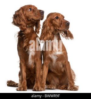American Cocker Spaniels, 2 years old and 9 months old, sitting in front of white background Stock Photo