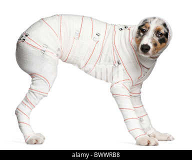 Australian Shepherd puppy in bandages, 5 months old, standing in front of white background Stock Photo