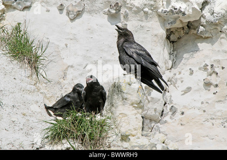 Common Raven (Corvus corax) adult, calling, with chicks in nest, at quarry face nestsite, Lewes, East Sussex, England, april Stock Photo