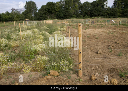 field paddock enclosure pen corral pasture ground meadow grazing land sectioning off rotation weedsfarm farmland fence fencing Stock Photo