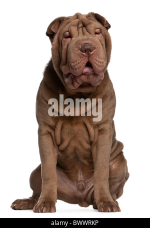 Shar Pei puppy, 5 months old, sitting in front of white background Stock Photo