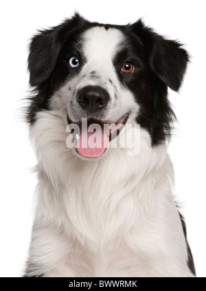 Border Collie, 14 months old, in front of white background Stock Photo